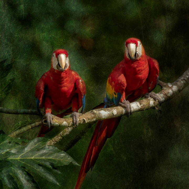 Fotografie mit dem Titel "Ara du Costa Rica" von Marie-Elise Mathieu, Original-Kunstwerk, Manipulierte Fotografie