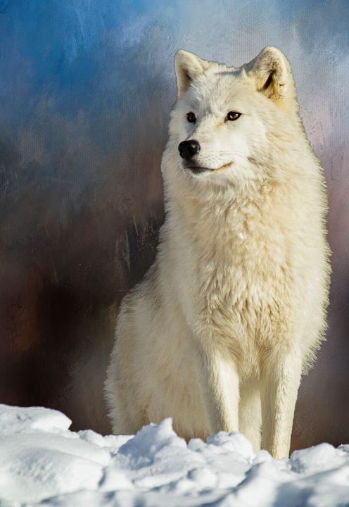 Fotografía titulada "Loup arctique" por Marie-Elise Mathieu, Obra de arte original, Fotografía digital