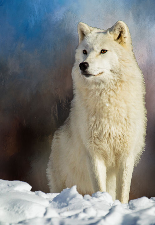 Photography titled "Loup arctique" by Marie-Elise Mathieu, Original Artwork, Digital Photography