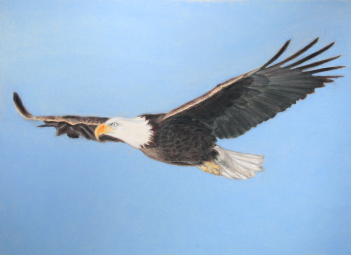 Peinture intitulée "Aigle" par Marie-France Ribardière, Œuvre d'art originale, Pastel