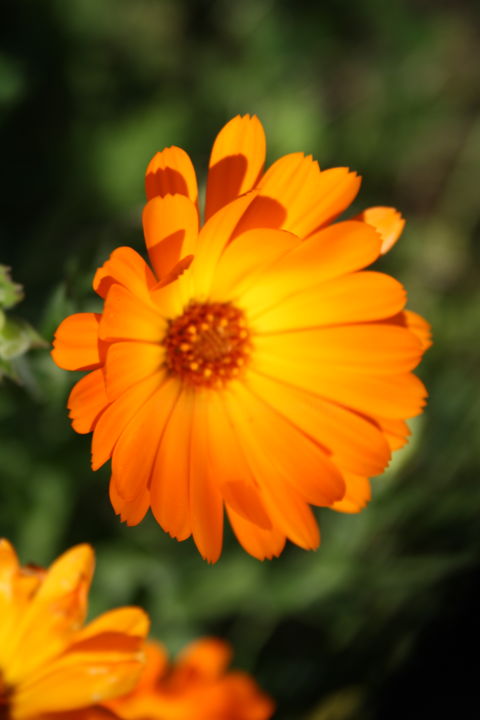 Photographie intitulée "Calendula" par Marie-José Longuet, Œuvre d'art originale