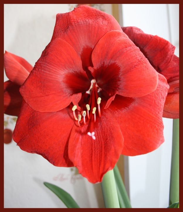 Photography titled "Amaryllis" by Marie-José Longuet, Original Artwork