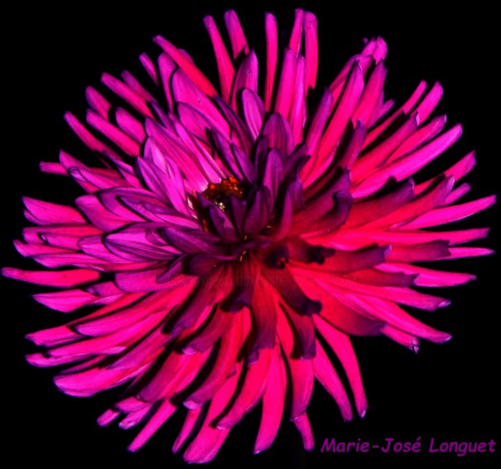 Photography titled "Dahlia" by Marie-José Longuet, Original Artwork