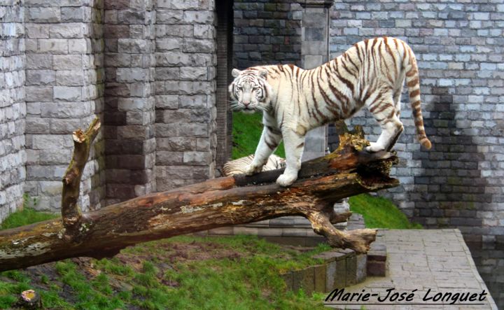 Photography titled "Tigres blancs" by Marie-José Longuet, Original Artwork, Digital Photography