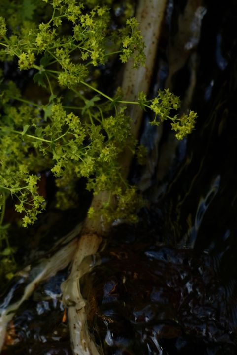 Photographie intitulée "flow" par Marie Pennecot, Œuvre d'art originale, Photographie non manipulée