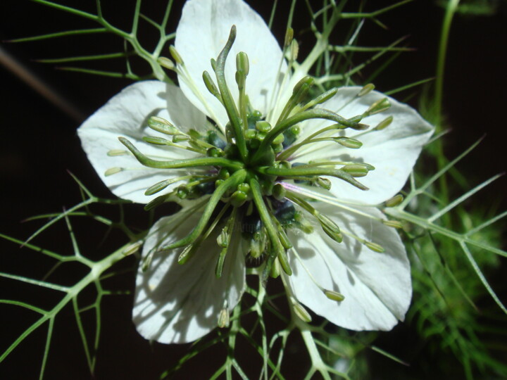 Fotografie mit dem Titel "Blüte einer weißen…" von Marie T., Original-Kunstwerk, Digitale Fotografie