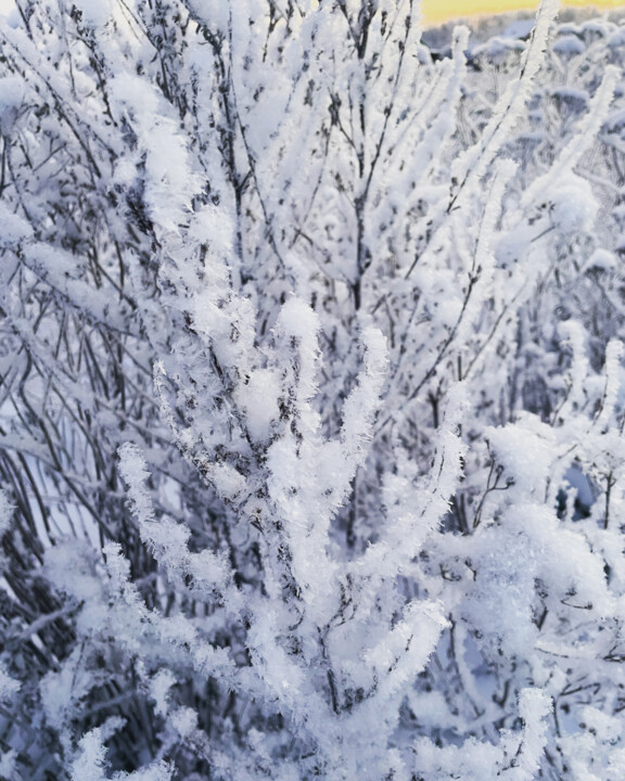 Фотография под названием "Winter" - Mariia Fedorova, Подлинное произведение искусства, Цифровая фотография