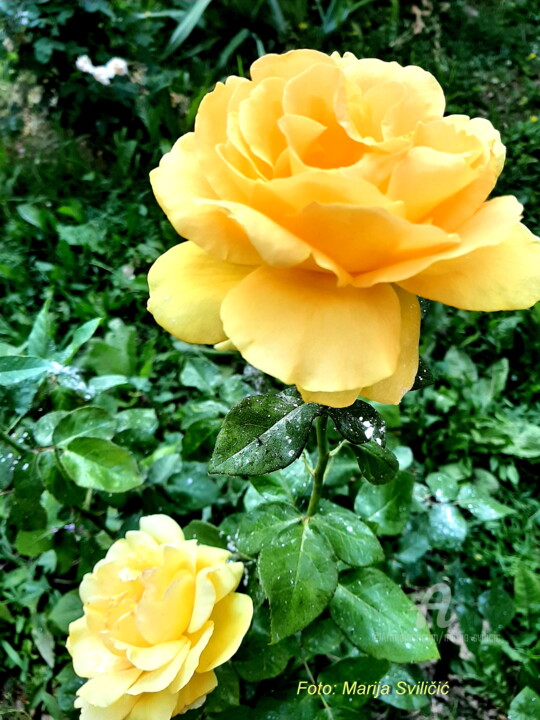 Photography titled "Yellow rose - the s…" by Marija Sviličić, Original Artwork, Digital Photography