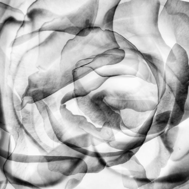 Photography titled "ROSE LABYRINTH from…" by Marina Kurnysh, Original Artwork, Digital Photography