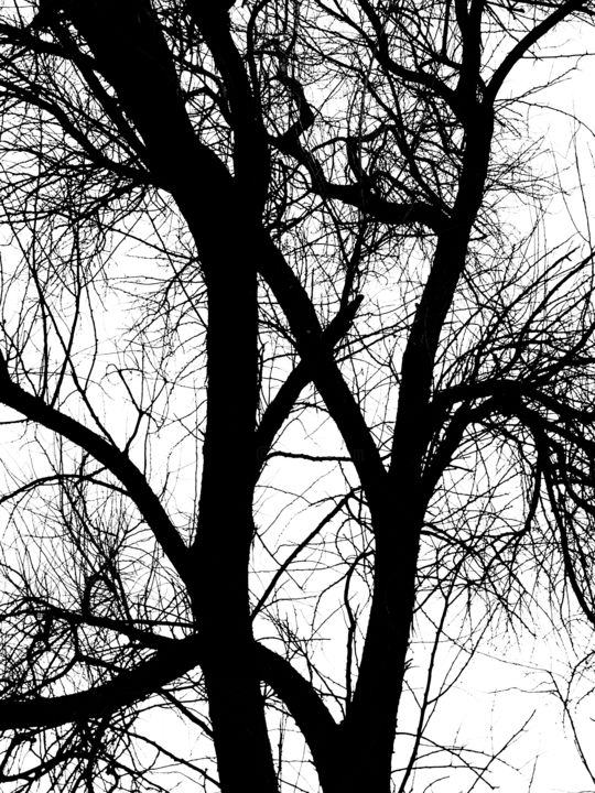 Photography titled "TREE VEINS from PHO…" by Marina Kurnysh, Original Artwork, Digital Photography
