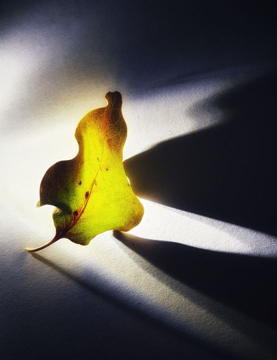 Photography titled "Leaf" by Marina Kurnysh, Original Artwork, Non Manipulated Photography
