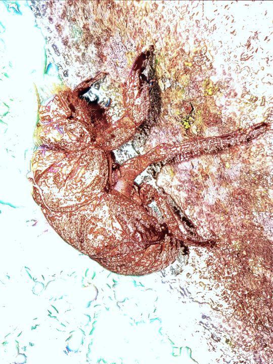 Цифровое искусство под названием "Bug, beetle, insect…" - Plaline, Подлинное произведение искусства, Фотомонтаж