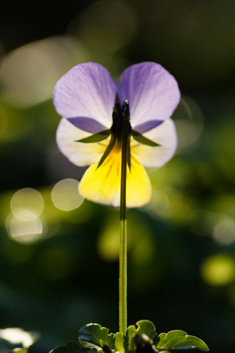 Photographie intitulée "Violette Capricorne" par Marine Lacaton, Œuvre d'art originale, Photographie numérique