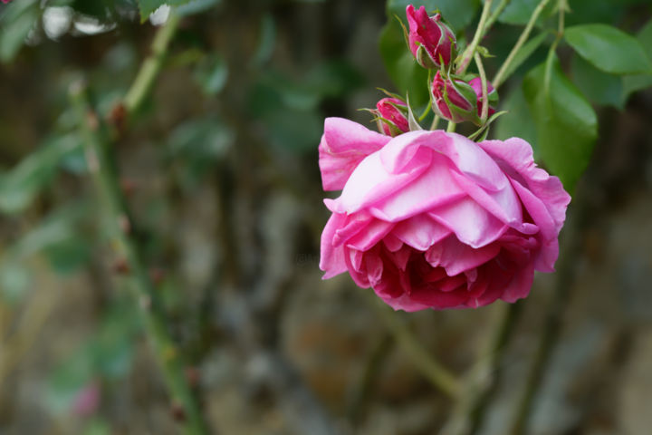 「Ouverture de Rose -…」というタイトルの写真撮影 Marine Lacatonによって, オリジナルのアートワーク, デジタル