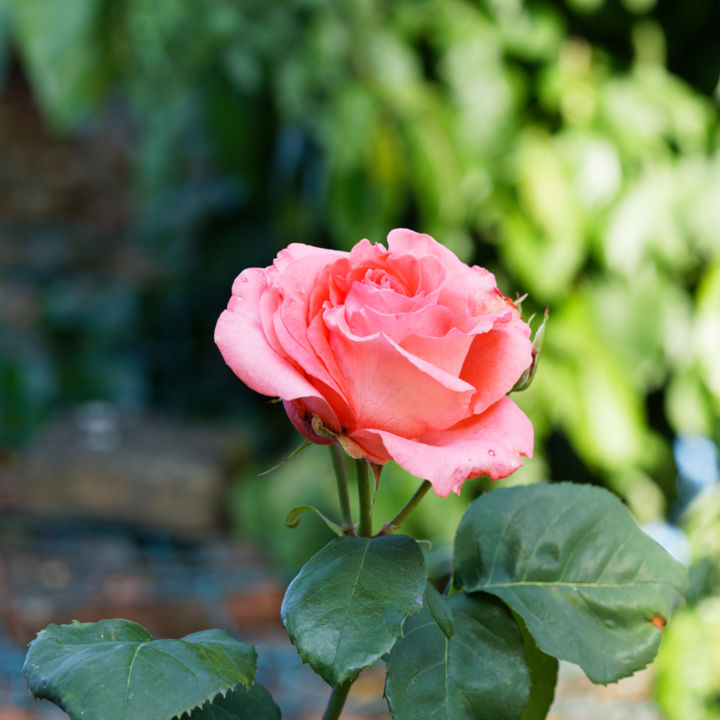 Photographie intitulée "Portrait de Rose -…" par Marine Lacaton, Œuvre d'art originale, Photographie numérique