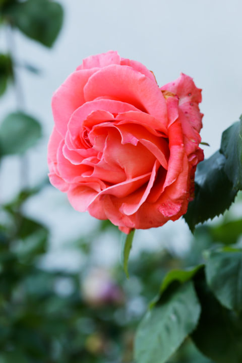 Fotografie getiteld "Douce Rose - 2/30" door Marine Lacaton, Origineel Kunstwerk, Digitale fotografie