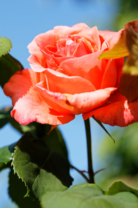 Photographie intitulée "Rose en lumière 2 -…" par Marine Lacaton, Œuvre d'art originale, Photographie numérique