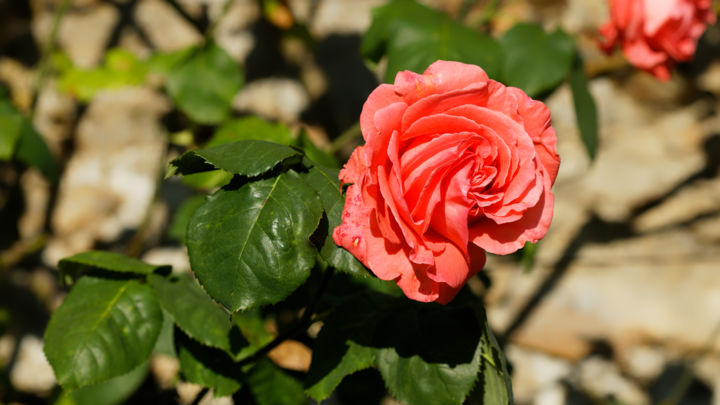 Photographie intitulée "Coeurs de Rose 2 -…" par Marine Lacaton, Œuvre d'art originale, Photographie numérique
