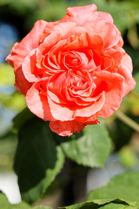 Φωτογραφία με τίτλο "Coeurs de Rose 3 -…" από Marine Lacaton, Αυθεντικά έργα τέχνης, Ψηφιακή φωτογραφία