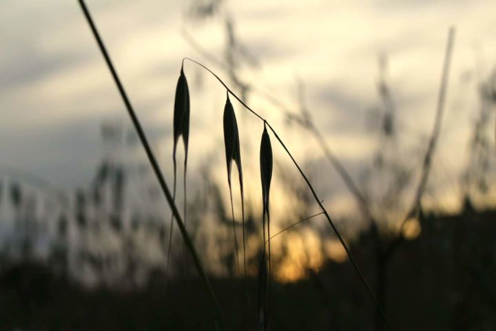 Photography titled "Ciel d'été" by Marine Luigi, Original Artwork