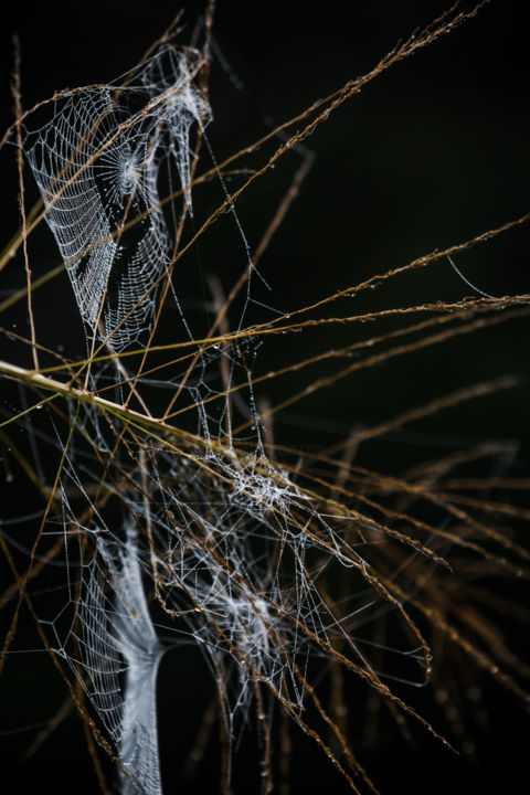 Fotografia zatytułowany „Web Patterns” autorstwa Mario Morales Rubí, Oryginalna praca, Fotografia cyfrowa