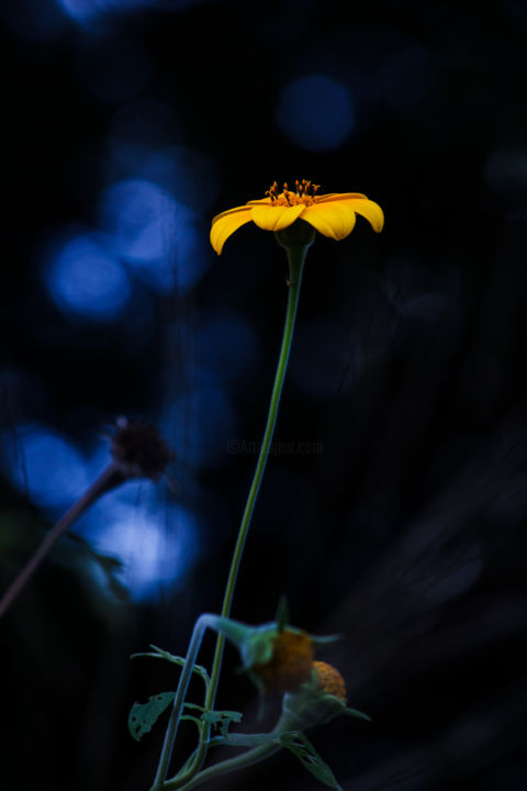 Photographie intitulée "Magical Forest Arni…" par Mario Morales Rubí, Œuvre d'art originale