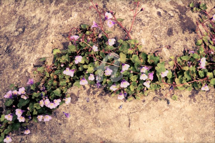 Photographie intitulée "Fleurs sur pierre" par Marion Kormann, Œuvre d'art originale