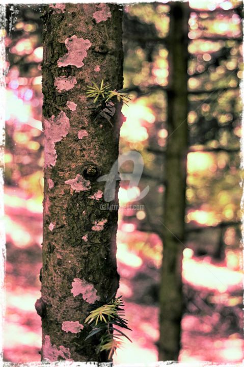 Photographie intitulée "Fantaisie rosée dan…" par Marion Kormann, Œuvre d'art originale