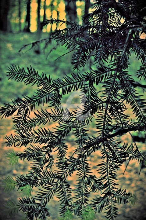 Fotografía titulada "Ambiance forestière" por Marion Kormann, Obra de arte original