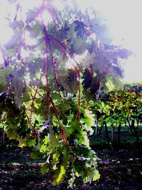 Fotografía titulada "Ramo di quercia" por Maria Riccio, Obra de arte original