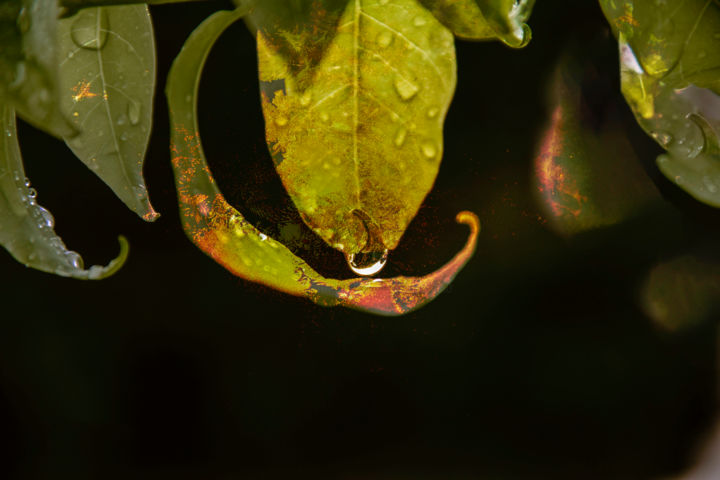 Photography titled "Green Leaves" by Marisa Melo, Original Artwork