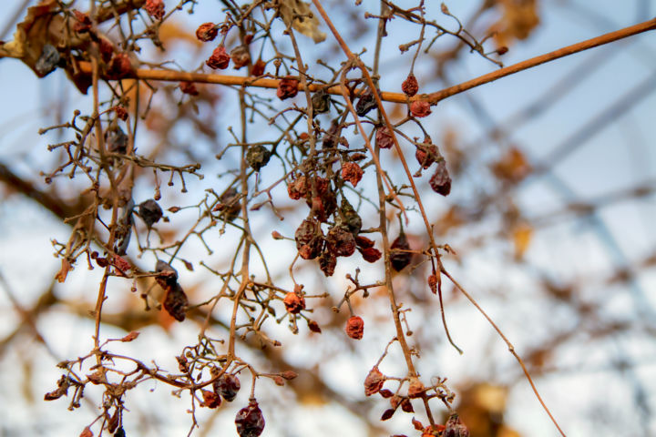 Photographie intitulée "Raisins" par Marian Bogatu, Œuvre d'art originale, Photographie numérique