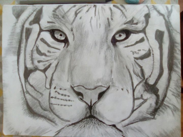 Le Tigre Drawing By Momar Artmajeur