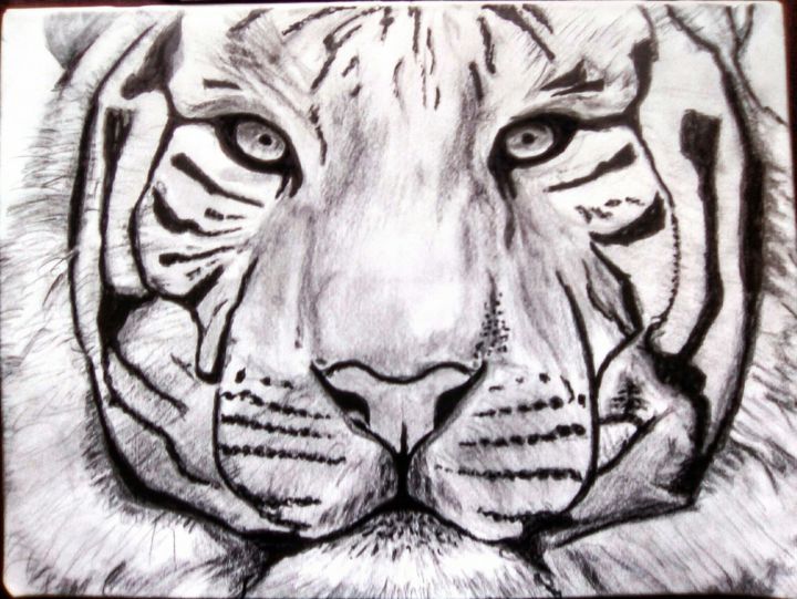 Le Tigre Drawing By Momar Artmajeur