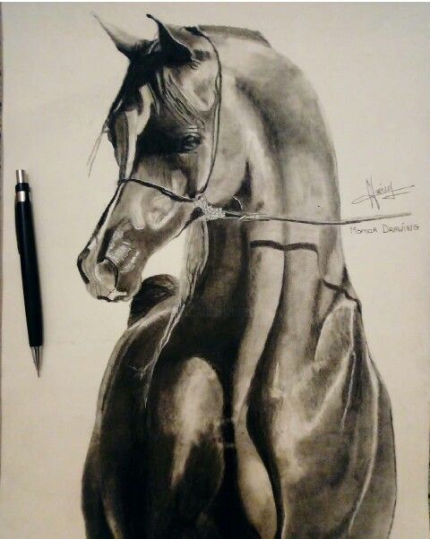 Tekening getiteld "Cheval Arabian" door Momar, Origineel Kunstwerk, Houtskool