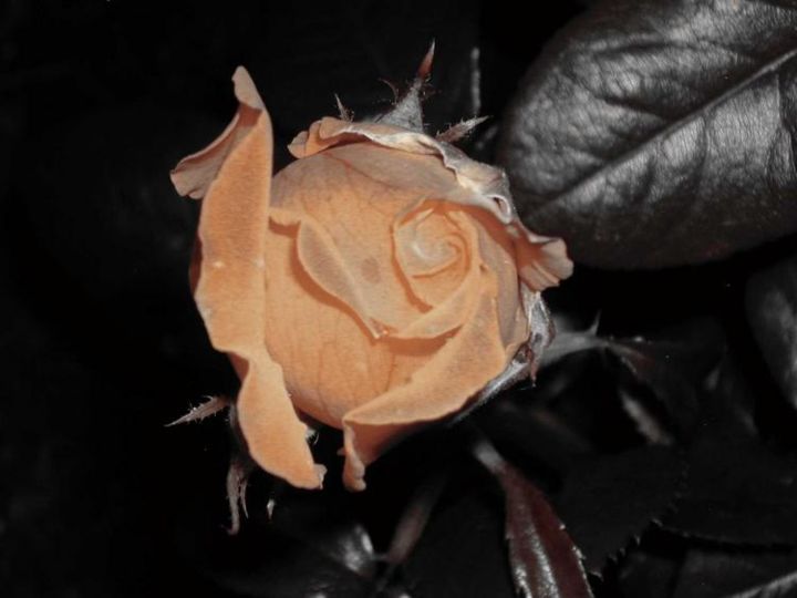 Photography titled "Rose Sepia" by Mark Lambert, Original Artwork