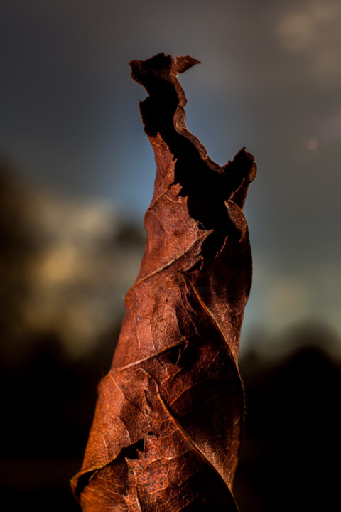 Photography titled "Leaf Dance" by Marko Milić, Original Artwork, Digital Photography