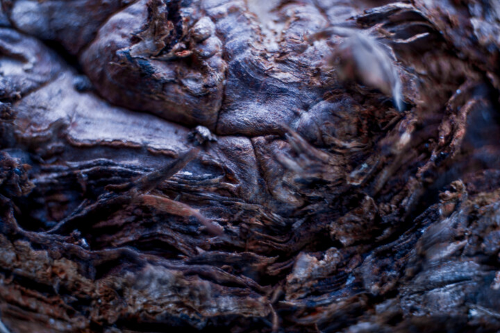 Photographie intitulée "Hydra" par Marko Milić, Œuvre d'art originale, Photographie numérique