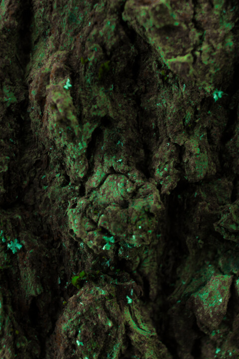 Fotografia intitulada "Jungle" por Marko Milić, Obras de arte originais, Fotografia digital