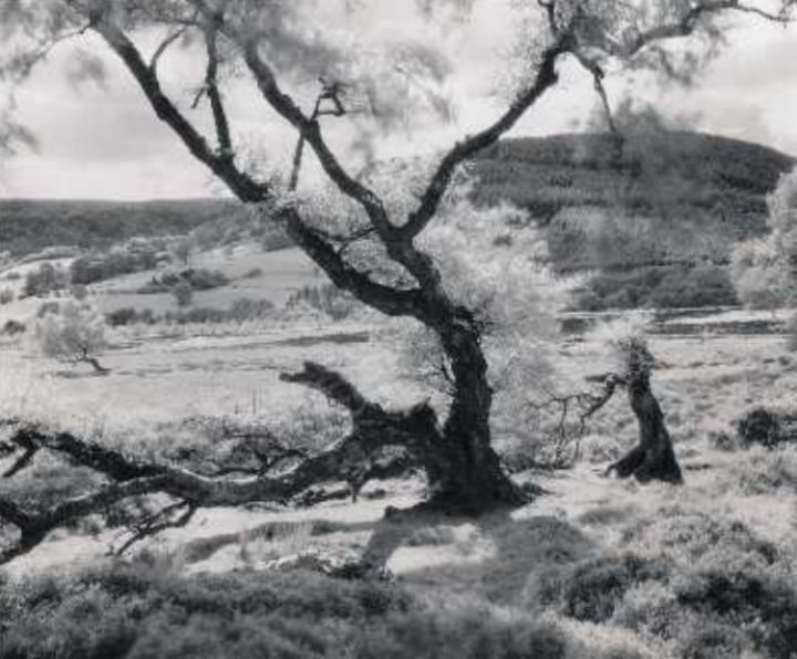 Photography titled "Hawnby Tree" by Mark Snowdon, Original Artwork