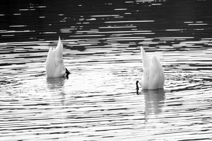 Fotografia zatytułowany „Messes Basses” autorstwa Marlène Chauveau, Oryginalna praca, Fotografia cyfrowa Zamontowany na Alum…