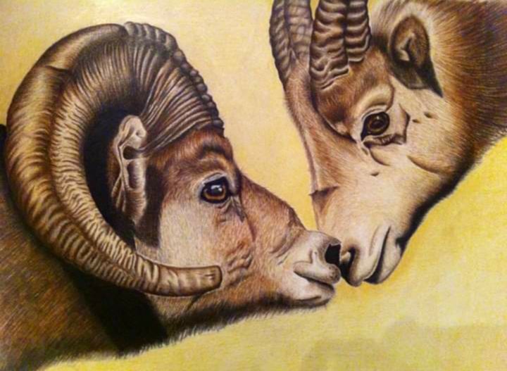 Disegno intitolato "Coccole tra bufali" da Marta Castellani, Opera d'arte originale, Matite colorate