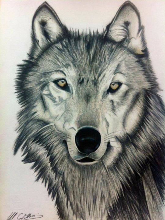 Disegno intitolato "Il lupo" da Marta Castellani, Opera d'arte originale, Matite colorate
