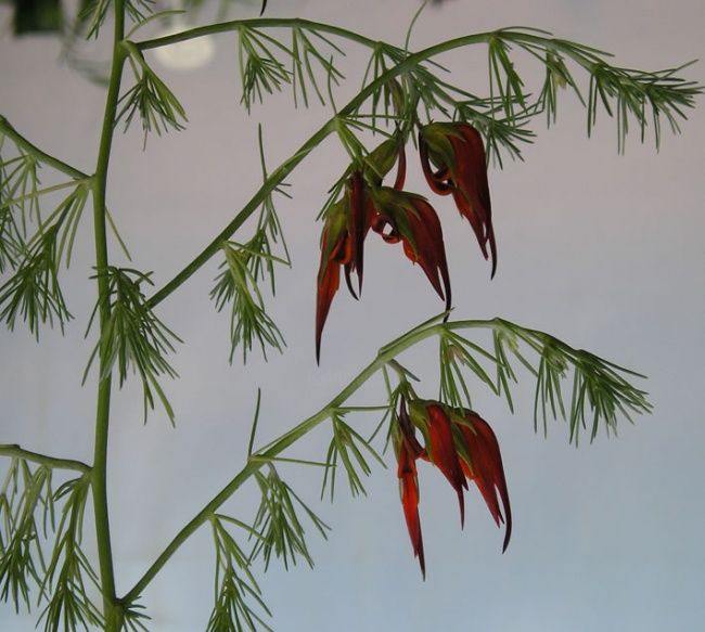 Fotografía titulada "Serie LOS FRUTOS DE…" por Martha Zylbersztejn, Obra de arte original