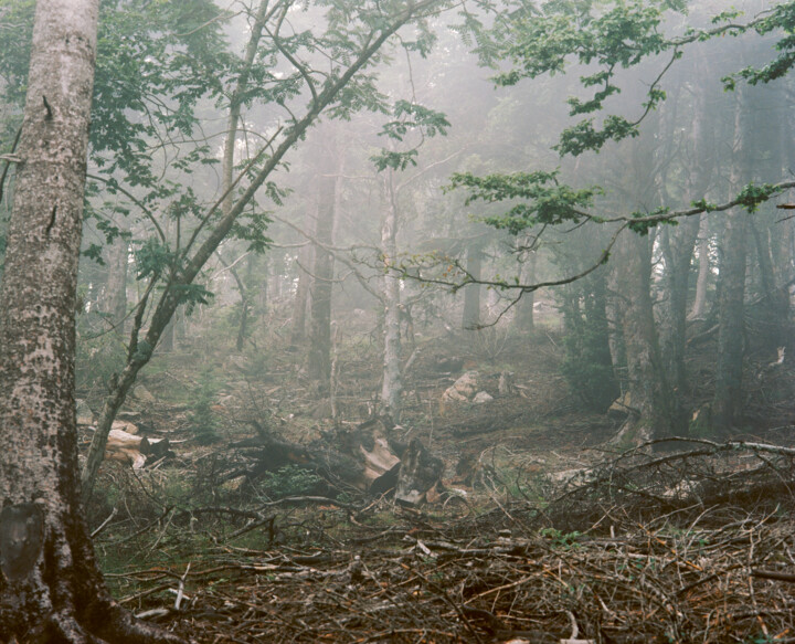 Fotografia zatytułowany „TRANSZENDALE ÄSTHET…” autorstwa Martin Ecker, Oryginalna praca, Fotografia filmowa