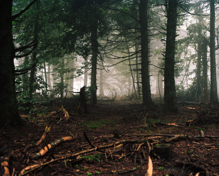 Fotografía titulada "TRANSZENDALE ÄSTHET…" por Martin Ecker, Obra de arte original, Fotografía analógica