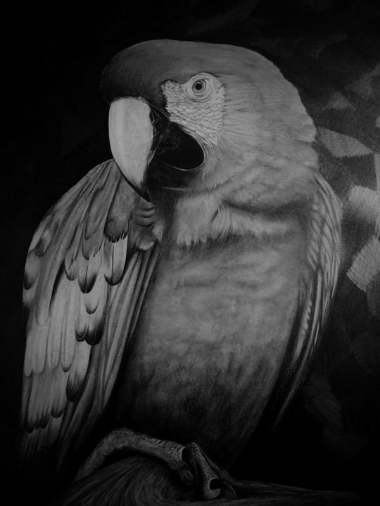 Drawing titled "Only a Red Macaw" by Martín Yutronic, Original Artwork, Graphite