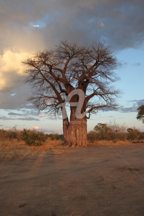 제목이 "Baobab"인 사진 Martine France Moreau로, 원작, 조작되지 않은 사진 플렉시글라스에 장착됨
