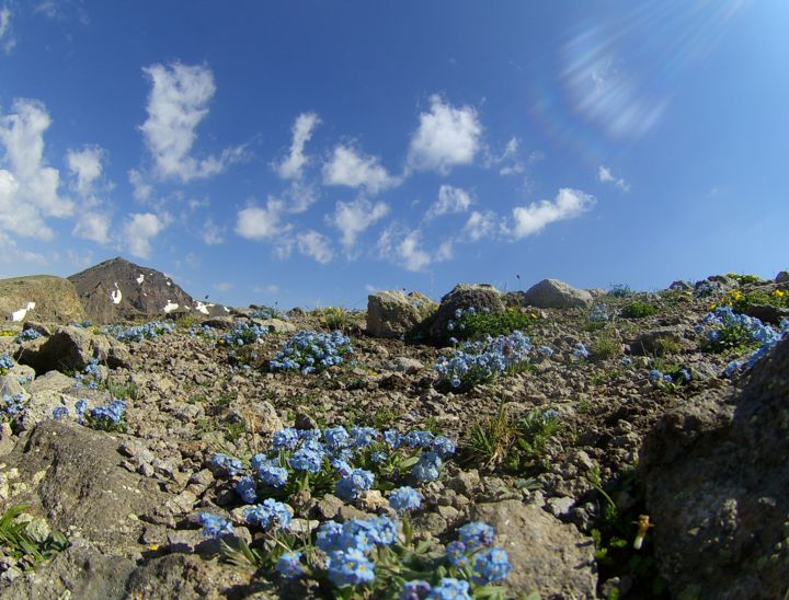 Photographie intitulée "Alpine flowers at a…" par Hayk Martirosyan, Œuvre d'art originale, Photographie numérique