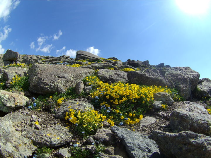 Fotografie getiteld "Alpine flowers at a…" door Hayk Martirosyan, Origineel Kunstwerk, Digitale fotografie